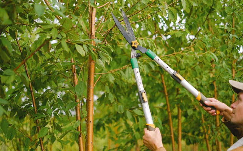 Tree trimming in Essex Junction, VT