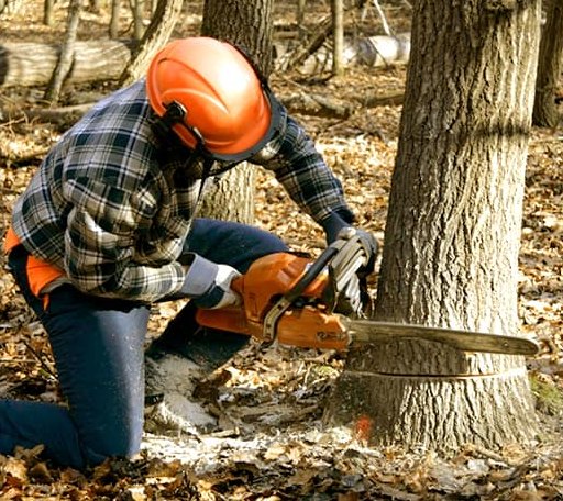 Tree Removal in Essex Junction, VT